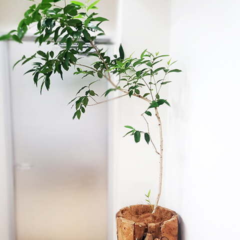 法人向け レンタルフラワー ギフト 贈答 観葉植物 胡蝶蘭 フローリスト アン